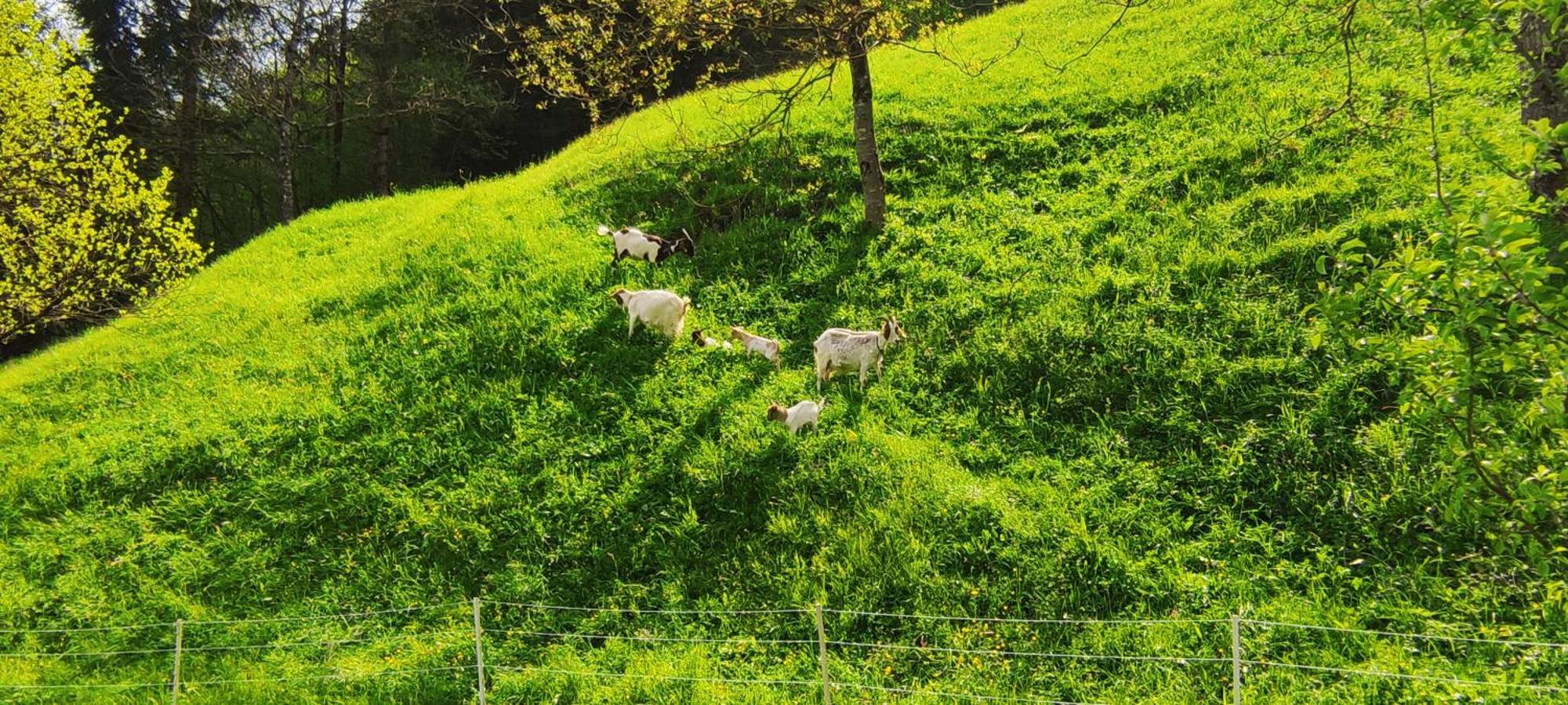 Domacija Markc Zelezniki Dış mekan fotoğraf